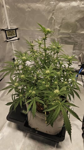 Jelousy Fast(Photo) & Ultra Voilet (Auto) — flower, day 31