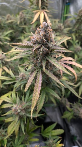 Strawberry Cheesecake Seedsman Seeds Autoflowers x2 — flower, day 105