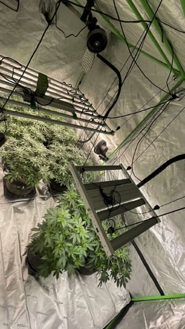 1st Ever Grow (GodFather OG) (Coco) — flower, day 109