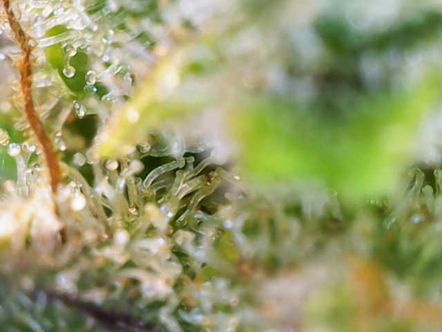 Grow 2 — flower, day 129