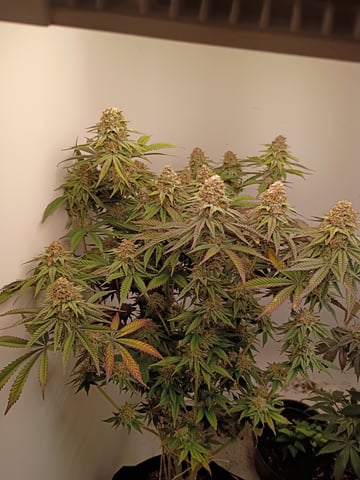 Lokie OG x Permanent Marker — flower, day 106