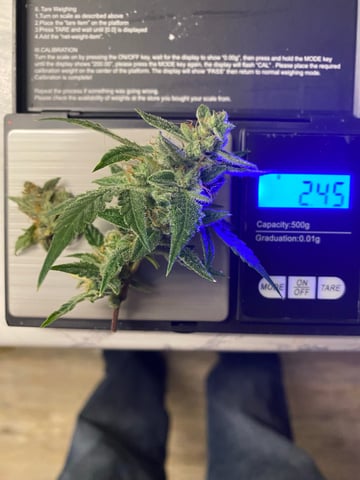 pineapple Express  — flower, day 39