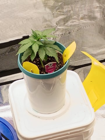 TentPlantLightFan — vegetative, day 23