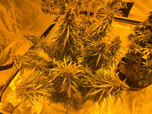 2nd Autoflower Indoor Grow — flower, day 116