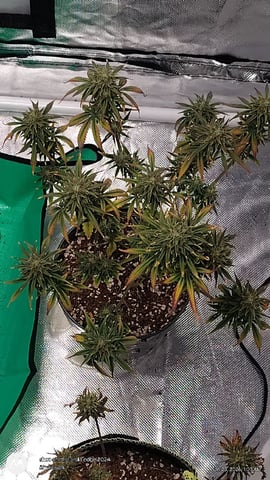 Grow Budz — vegetative, day 53