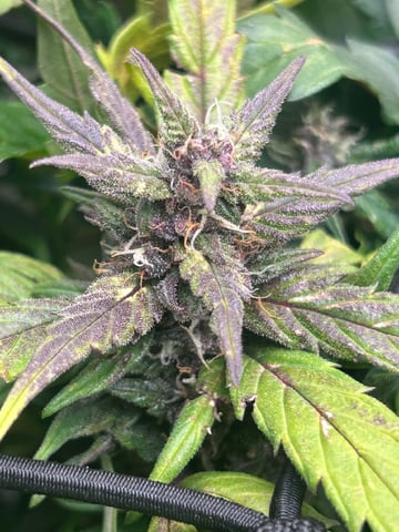 Vanna's Vanilla — auto, day 69