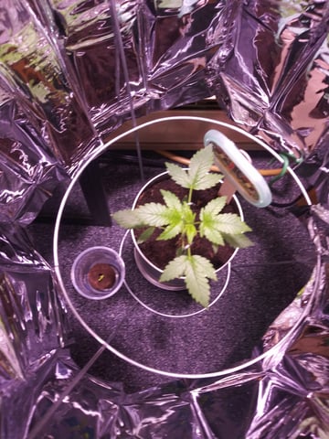 First Grow — vegetative, day 41