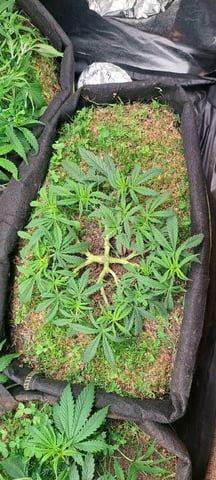 First Grow with the new setup  — auto, day 56