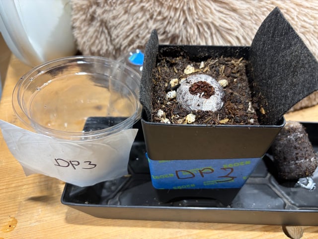 1.75 — germination, day 3