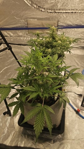 Autos For The Rest Of Winter 🔥🔥😉 — flower, day 66