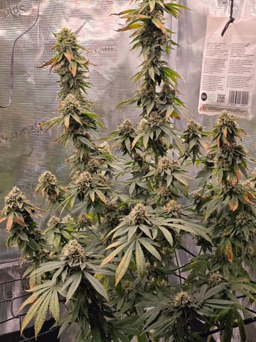 Northern lights #10 2nd plant (Selkies) — flower, day 88
