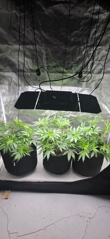Attack Of The Clones — vegetative, day 18