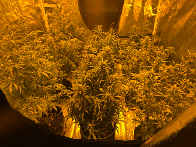 2nd Autoflower Indoor Grow — flower, day 63