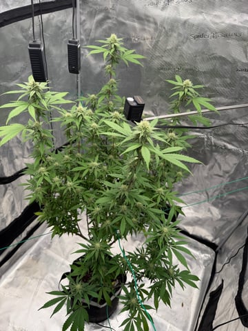  Apple fritter  Clones round two — flower, day 194