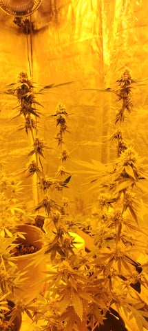 1.2 X 1.2 X 2 — grow_setup, day 2