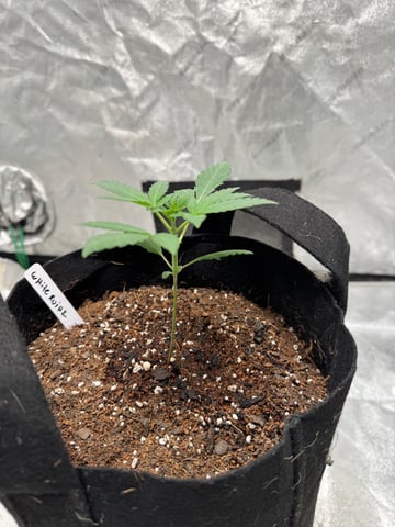 white runtz auto flower — vegetative, day 18