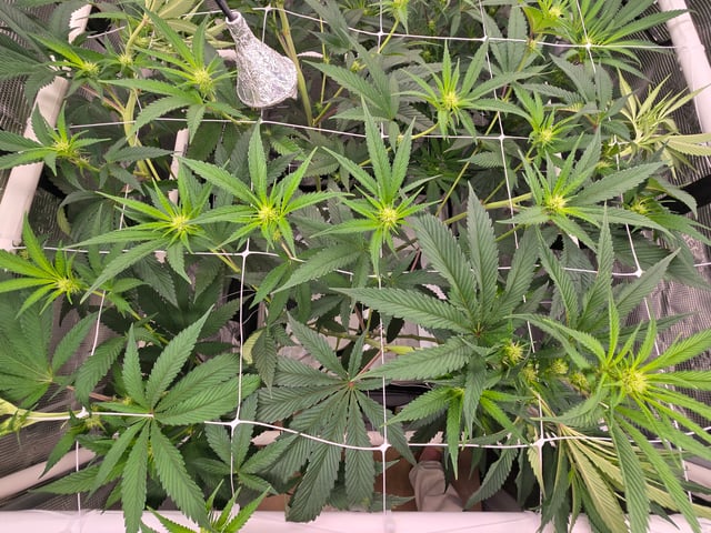 Grow 3 — flower, day 18