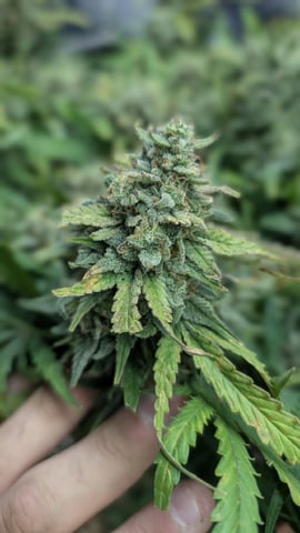 Quick Auto Summer Grow — flower, day 70