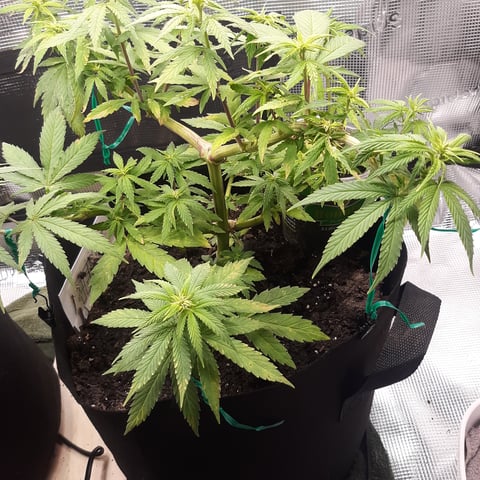 Mystery Seeds — flower, day 1