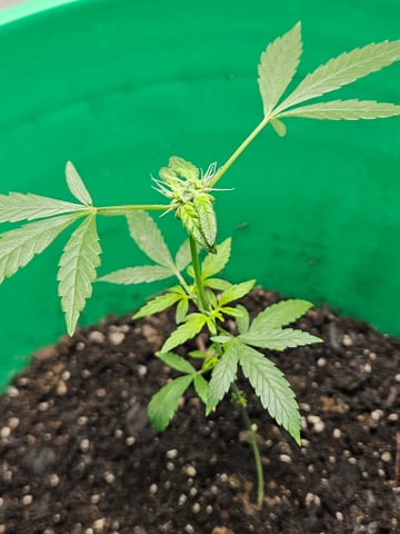 1st plant. Strain: Green Gelato AutoFlower — vegetative, day 55
