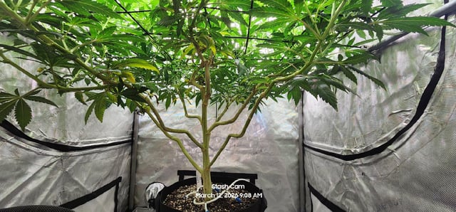 Ohio Lemon G — flower, day 36