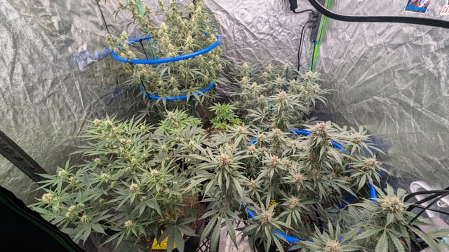 Mixed Grow — flower, day 66
