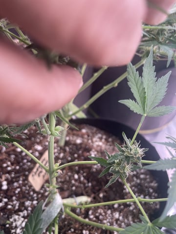 Phx_Freedom — flower, day 11