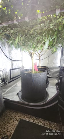 Punch Mints Pheno #2 — flower, day 12