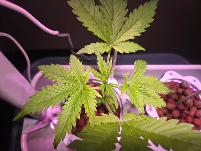 1st Grow — vegetative, day 19