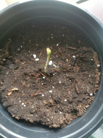 My Four Plants — grow_setup, day 2