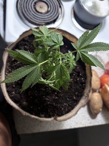 Bruce Banner ⛽️ — vegetative, day 55