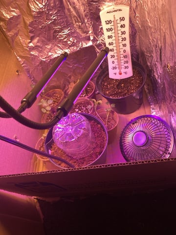 Plant 2 — germination, day 3