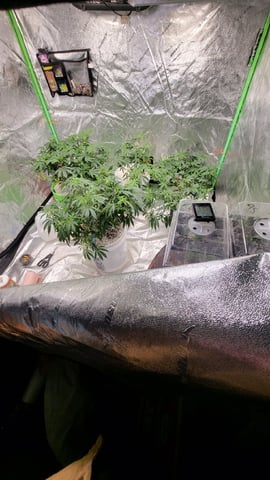 1st grow indoors(cardboard box to 2x2x4 to 5x5x6) — vegetative, day 65