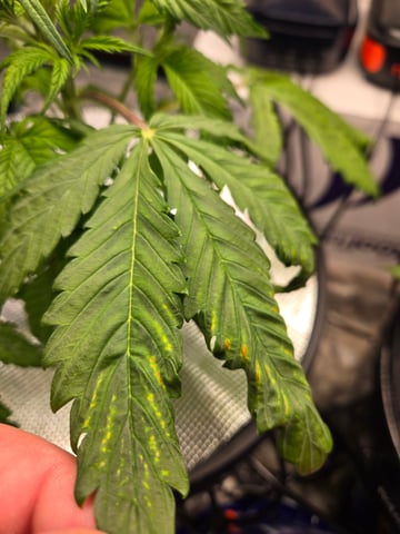 RQS Cookies Gelato — vegetative, day 24