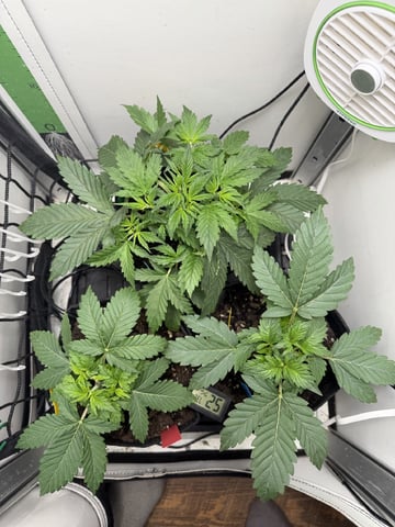 Midsummer Outdoor — vegetative, day 20