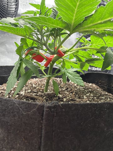 Gorilla Cookies 2nd Try
