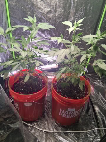 S&D  First Grow — vegetative, day 19