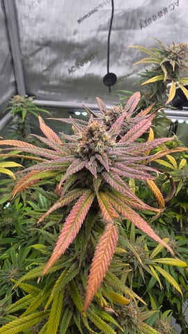 ethos genetics  — flower, day 114