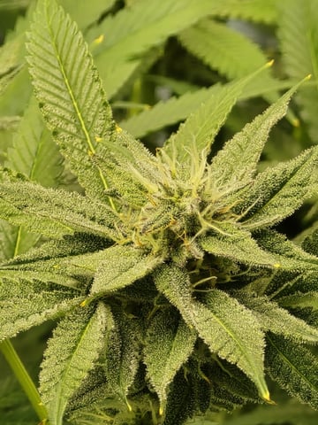 Barney's Farm - Cherry Popper — flower, day 99