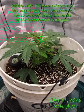 Dos Si Dos. Indica — vegetative, day 17