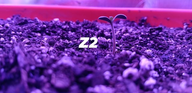 Kickoff — seedling_rooting, day 3