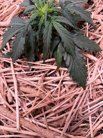 510 First Run! — flower, day 38