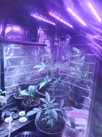 Queen Royal Autoflower 