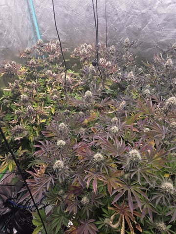 Relentless Genetics Trop Cherry S1
