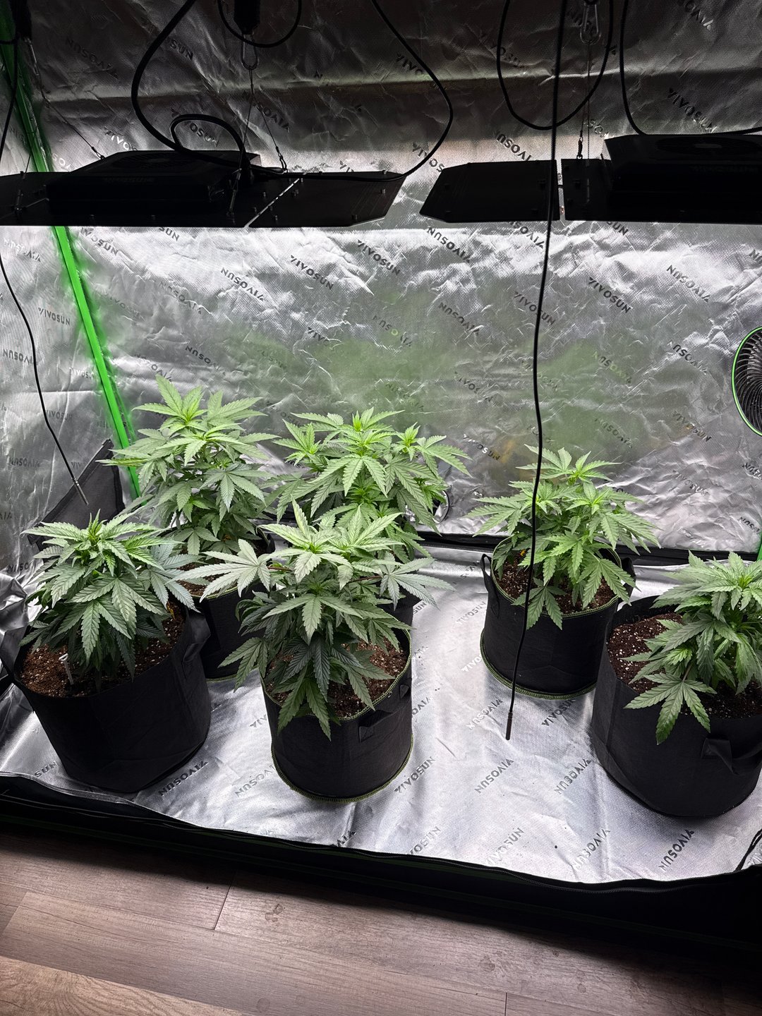 Captain Red Beard “SKUNK#1