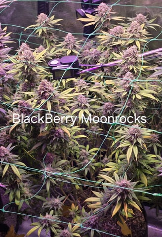 4 strains in 1 tent — flower, day 127