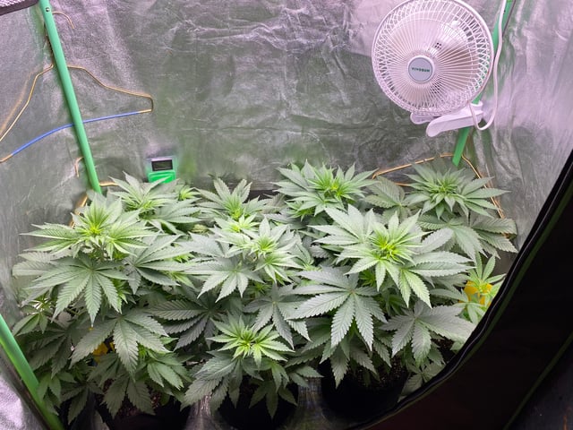 The White X Run Away Bride #3 — vegetative, day 42