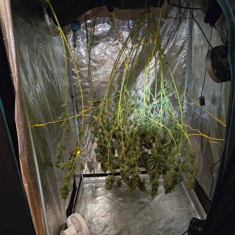 Big Momma Blue Dream  — harvest, day 74