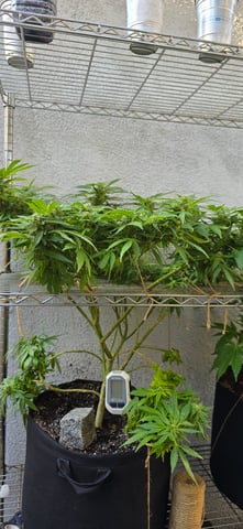 Mystery Weed Plant — flower, day 133