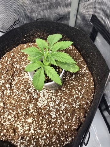 Coco Grow — seedling_rooting, day 20